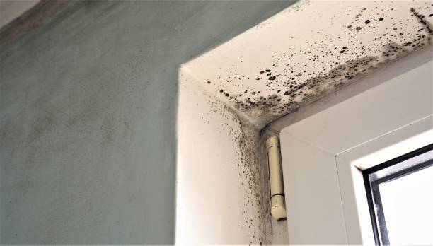 Best HVAC Mold Inspection and Cleaning  in Raton, NM