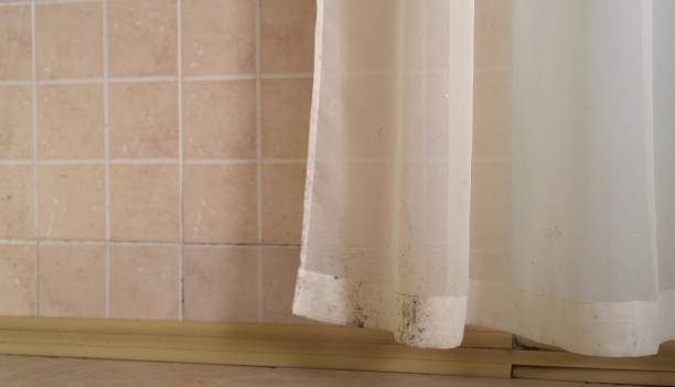Best Environmental Consulting for Mold Prevention  in Raton, NM