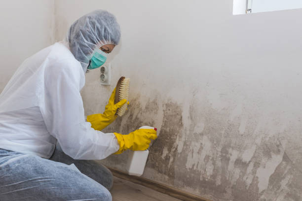 Best Post-Construction Mold Inspection  in Raton, NM
