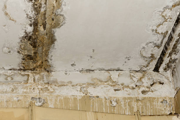  Raton, NM Mold Removal Pros