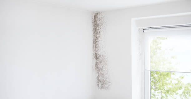 Best Attic Mold Removal  in Raton, NM