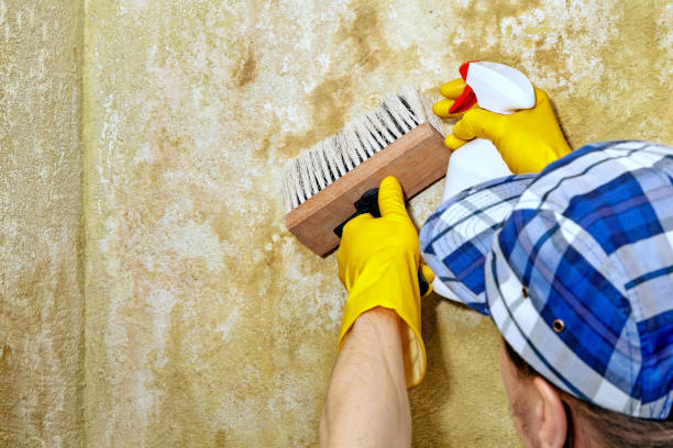 Reliable Raton, NM Mold Removal Solutions