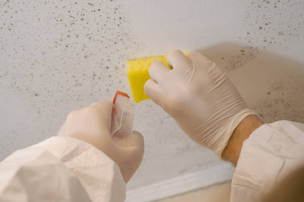Best Real Estate Mold Inspection  in Raton, NM