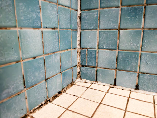 Best Mold-Related Health Consultation  in Raton, NM