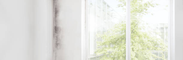Best Mold Documentation for Insurance Claims  in Raton, NM