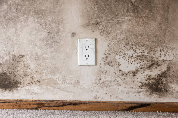 Best Mold Damage Restoration  in Raton, NM