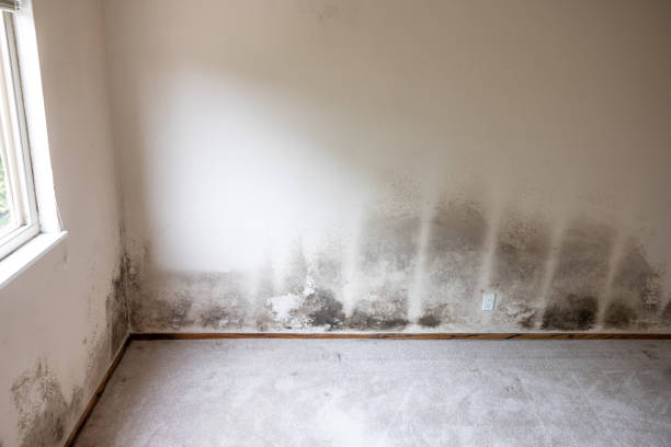 Best Emergency Mold Remediation  in Raton, NM