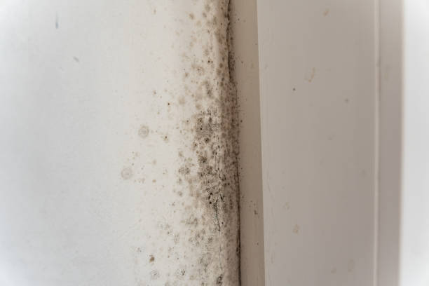 Best Water Damage & Mold Remediation  in Raton, NM
