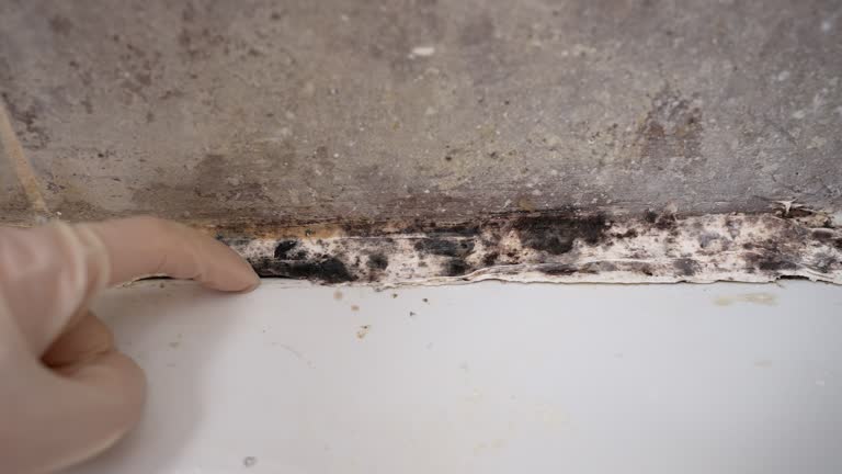 Best Residential Mold Inspection & Testing  in Raton, NM
